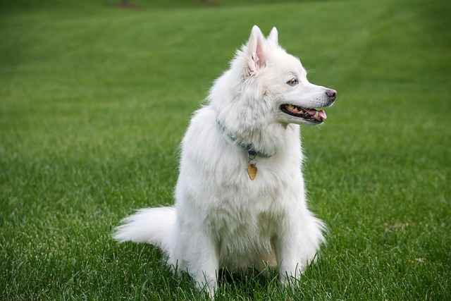 dog, pet, free wallpaper, american, free background, nature, cool backgrounds, wallpaper hd, windows wallpaper, full hd wallpaper, mac wallpaper, 4k wallpaper, eskimo, 4k wallpaper 1920x1080, desktop backgrounds, laptop wallpaper, hd wallpaper, palmerian, beautiful wallpaper, animal, hd, wallpaper 4k, wallpaper - 4K 8K wallpaper background by MOHANN | Pix8K