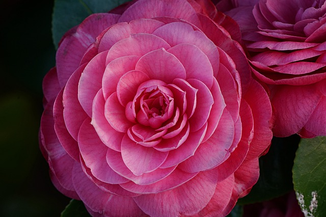 japanese camellia, flower background, camellia, nature background, flower, flower wallpaper, pink flower, flora, cool backgrounds, desktop backgrounds, plants, beautiful wallpaper, 4k wallpaper, free wallpaper, nature wallpaper, windows wallpaper, beautiful nature, free background, bloom, floral background, nature, to close, hd wallpaper, wallpaper, mac wallpaper, wallpaper 4k, 4k wallpaper 1920x1080, wallpaper hd, desktop picture, hintergrundsbild, laptop wallpaper, beautiful flowers, full hd wallpaper, yk - 4K 8K wallpaper background by ykaiavu | Pix8K