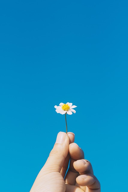 flowers, nature, flower wallpaper, flower background, bloom, blossom, botany, phone wallpaper, beautiful flowers, aesthetic wallpaper - 4K 8K wallpaper background by caplochanvu | Pix8K