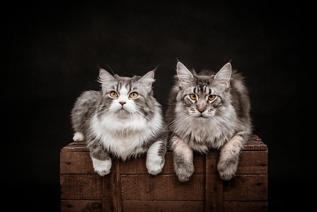 cat, 4k wallpaper 1920x1080, free background, full hd wallpaper, wallpaper hd, hd wallpaper, free wallpaper, mac wallpaper, melon, wallpaper 4k, pet, laptop wallpaper, animal, cool backgrounds, background, desktop backgrounds, photoshoot, beautiful wallpaper, photography, 4k wallpaper, windows wallpaper, nature - 4K 8K wallpaper background by petfoto | Pix8K