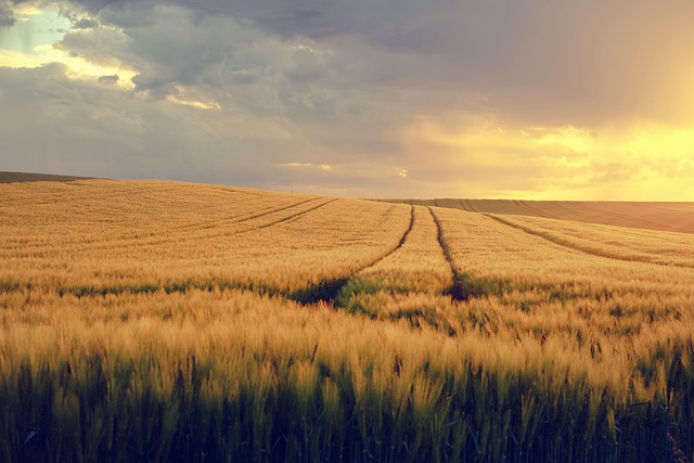 nature, landscape, field, grain field, spring, spring image, expanse, evening light, field, field, grain field, spring, spring, spring, spring, spring - 4K 8K wallpaper background by shogun | Pix8K