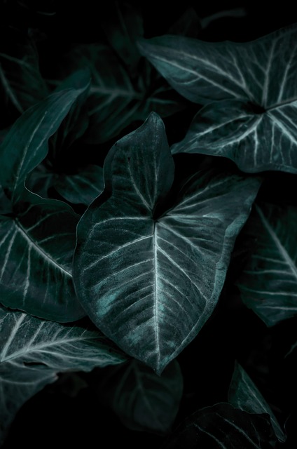 wallpaper, leaves, green, foliage, samsung wallpaper, ipad wallpaper, mobile wallpaper, iphone wallpaper, nature, forest, black wallpaper, beautiful wallpaper, lock screen wallpaper, black, aesthetic wallpaper, mobile wallpaper 4k, phone wallpaper - 4K 8K wallpaper background by nikondian | Pix8K