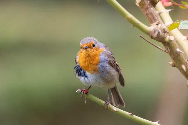 bird, nature, animal, wildlife, songbird, nature wallpaper, ornithology, bird watching, robin, red breast, plumage, beak, beautiful nature, hd wallpaper, meeting, branch, nature background, pink bush, nature photography, full hd wallpapers, hd background, wallpaper 4k, desktop wallpaper, birdwatching - 4K 8K wallpaper background by Gruendercoach | Pix8K