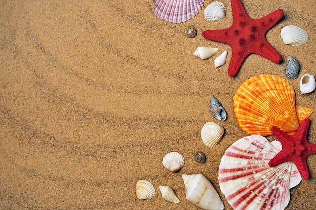 starfishes, sand, nature background, shells, hd wallpaper, seashells, beach, shore, seashore, cool backgrounds, desktop backgrounds, windows wallpaper, full hd wallpaper, free wallpaper, sandy beach, mac wallpaper, seaside, wallpaper hd, background, beautiful wallpaper, laptop wallpaper, wallpaper, free background, frame, nature wallpaper, border, wallpaper 4k, beautiful nature, nature, coast, 4k wallpaper 1920x1080, 4k wallpaper, summer - 4K 8K wallpaper background by croisy | Pix8K