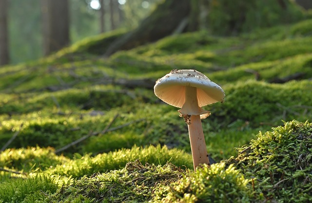 mushroom, pearl fungus, forest mushroom, moss, forest floor, summer, nature, mushroom, mushroom, mushroom, mushroom, mushroom, summer - 4K 8K wallpaper background by jggrz | Pix8K