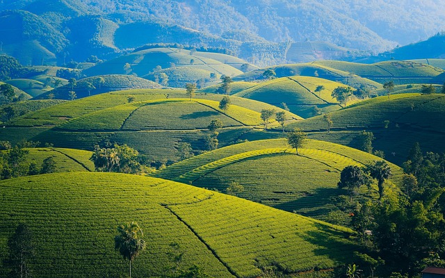 mountains, tea, mac wallpaper, laptop wallpaper, 4k wallpaper 1920x1080, free wallpaper, leaves, windows wallpaper, cool backgrounds, nature, desktop backgrounds, hill, full hd wallpaper, mountain, garden, fresh, hd wallpaper, free background, wallpaper 4k, 4k wallpaper, background, beautiful wallpaper, wallpaper hd, vietnam - 4K 8K wallpaper background by Oliver_Nguyen | Pix8K