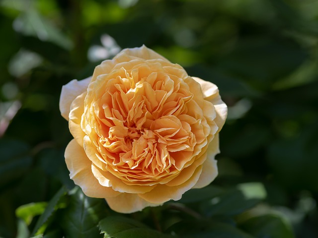 yellow rose, rose, yellow flower, flower, rose flower, garden, beautiful flowers, blossom, bloom, flora, hd wallpaper, close up, botanical garden, spring flower, spring wallpaper, nature photography, flower background, nature, 4k background, flower wallpaper, floral background, 4k wallpaper - 4K 8K wallpaper background by Gruendercoach | Pix8K