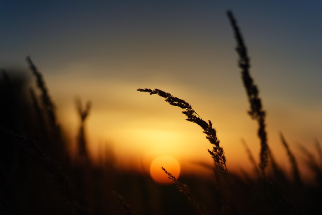 sunset, nature, field, grass, 4k wallpaper 1920x1080, landscape, wallpaper 4k, eve, heaven, free wallpaper, dusk, fall, beautiful wallpaper, scenic, mac wallpaper, hd wallpaper, summer, mood, cool backgrounds, atmospheric, free background, laptop wallpaper, silhouette, bokeh, full hd wallpaper, close up, wallpaper hd, desktop backgrounds, romantic, background, 4k wallpaper, desktop, windows wallpaper, background image - 4K 8K wallpaper background by jplenio | Pix8K