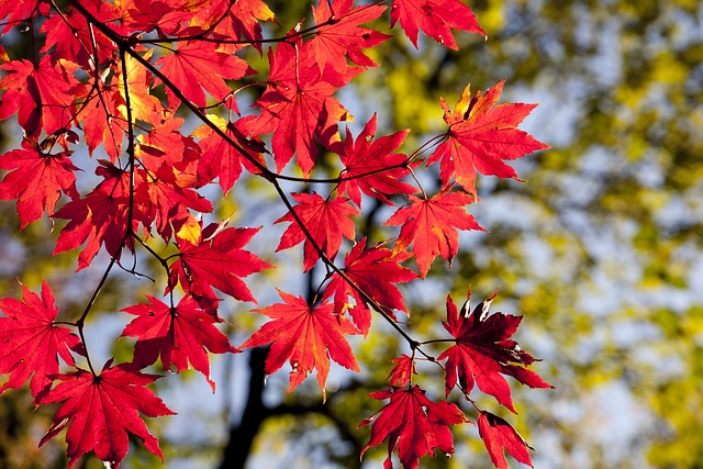 maple leaves, autumn, leaves, foliage, autumn leaves, autumn foliage, autumn colors, autumn season, fall foliage, fall leaves, fall colors, nature, maple, red leaves, red foliage, seoul, korea, dobong, seasonal, autumn, autumn, autumn, autumn, autumn, leaves, autumn leaves, korea - 4K 8K wallpaper background by HeungSoon | Pix8K