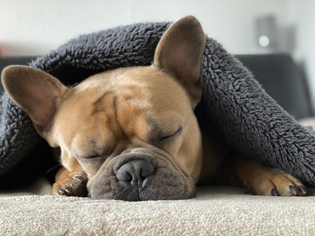 french bulldog, dog, laptop wallpaper, beautiful wallpaper, sleep, wallpaper hd, animal portrait, animal, mac wallpaper, hd wallpaper, cool backgrounds, snout, wildlife, free wallpaper, wallpaper 4k, weary, cozy, cute, blanket, covered, winter, pet, cold season, background, windows wallpaper, break, desktop backgrounds, 4k wallpaper, 4k wallpaper 1920x1080, relax, full hd wallpaper, nature, cuddle up, comfortable, warm, warm up, free background, cuddle, frenchie - 4K 8K wallpaper background by Mylene2401 | Pix8K