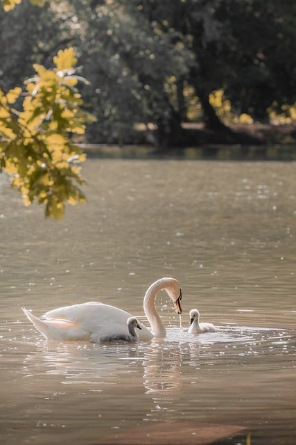 swan feeding, tender moment, cygnets, wildlife photography, serene water, beautiful wallpaper, motherhood, mobile wallpaper, nature shot, iphone wallpaper, baby birds, trending animals, peaceful scene, ipad wallpaper, niche birding, animal behavior, samsung wallpaper, phone wallpaper, wallpaper, background, 4k, mobile wallpaper 4k, lock screen wallpaper, desktop wallpaper, desktop background - 4K 8K wallpaper background by ahmetyuksek | Pix8K