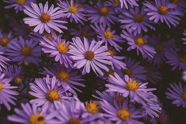 autumn, aster, nature, purple, flower wallpaper, flower background, yellow, beautiful flowers, flower, petals, blooms at - 4K 8K wallpaper background by akirEVarga | Pix8K