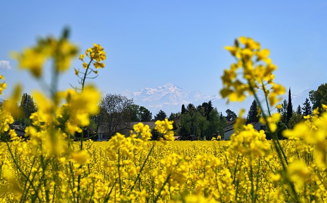 field, rapeseed, wallpaper hd, yellow flowers, mont-blanc, 4k wallpaper 1920x1080, beautiful nature, full hd wallpaper, free background, laptop wallpaper, mountain, desktop backgrounds, 4k wallpaper, windows wallpaper, wallpaper 4k, free wallpaper, hd wallpaper, flowers, bloom, floral background, beautiful flowers, flower background, nature, nature wallpaper, nature background, beautiful wallpaper, landscape, spring, agriculture, alps, wallpaper, desktop picture, flower wallpaper, mac wallpaper, hintergrundsbild, cool backgrounds, yk - 4K 8K wallpaper background by ykaiavu | Pix8K
