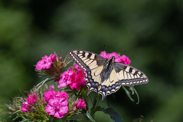 insect, butterfly, entomology, wings, pollination, papilio machaon, dovetail, rare swallowtail, caryophyllaceae, carnation flower, animal photography, close up, macro photo, flowers wallpaper, spring wallpaper, 4k resolution, flora, butterfly insect - 4K 8K wallpaper background by Gruendercoach | Pix8K