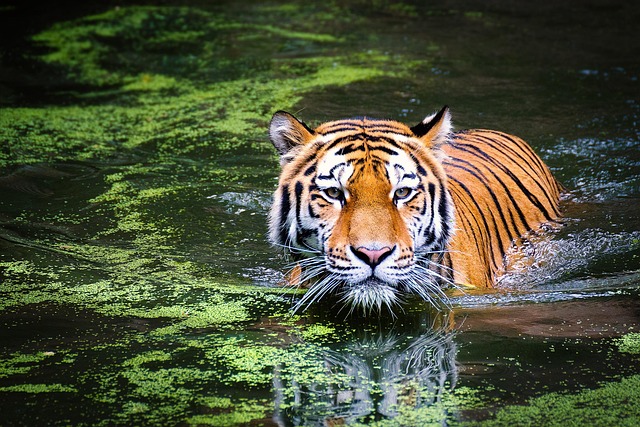 tiger, swamp, big cat, wild cat, jungle, water, animal world, animal portrait, predator, dangerous, hunting, nature, wild, tiger, tiger, tiger, tiger, tiger - 4K 8K wallpaper background by andibreit | Pix8K