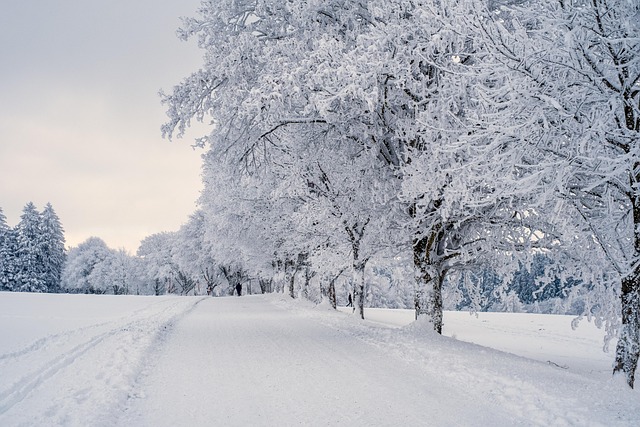 snow, landscape, trees, winter landscape, snow landscape, cold, covered in snow, nature, winter, snow, snow, snow, snow, winter, winter, winter, winter, winter - 4K 8K wallpaper background by NickyPe | Pix8K