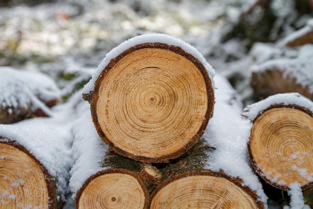wood, mac wallpaper, 4k wallpaper 1920x1080, wooden, saw, background, hd wallpaper, beautiful wallpaper, nature, free wallpaper, tree, laptop wallpaper, wallpaper hd, desktop backgrounds, forest, windows wallpaper, wallpaper 4k, 4k wallpaper, full hd wallpaper, cool backgrounds, snow, free background, tree trunk - 4K 8K wallpaper background by 5598375 | Pix8K