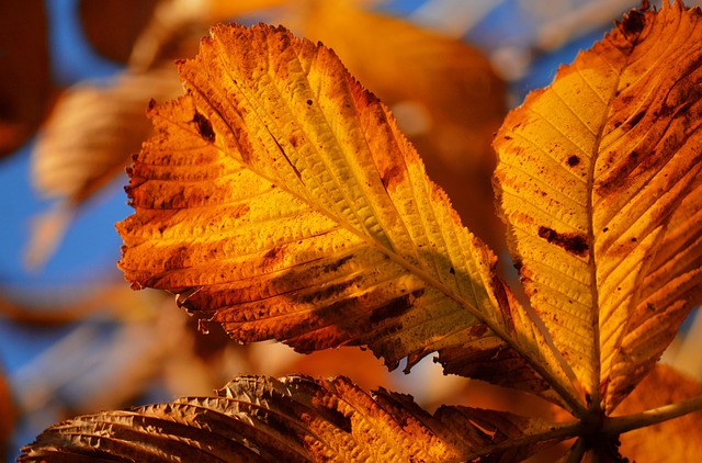 leaves, full hd wallpaper, free background, wallpaper 4k, windows wallpaper, autumn leaves, nature, autumn colors, wallpaper hd, foliage leaves, desktop backgrounds, deciduous tree, branches, nature wallpaper, cool backgrounds, hd background, mac wallpaper, naturally, beautiful wallpaper, leaf veins, laptop wallpaper, leaf buds, autumn mood, hd wallpaper, bright colours, autumn leaf, fall, 4k wallpaper 1920x1080, season, 4k wallpaper, background, autumn motif, free wallpaper, orange, chestnut leaf - 4K 8K wallpaper background by neelam279 | Pix8K