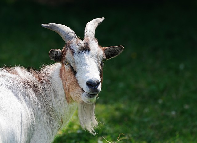 goat, 4k wallpaper, beautiful nature, nature wallpaper, 4k wallpaper 1920x1080, animal, desktop backgrounds, mammal, free wallpaper, horns, ruminant, laptop wallpaper, windows wallpaper, free background, wallpaper 4k, hd wallpaper, cool backgrounds, livestock, portrait, nature, full hd wallpaper, mac wallpaper, wallpaper hd, nature background, beautiful wallpaper, wallpaper, desktop picture, yk - 4K 8K wallpaper background by ykaiavu | Pix8K