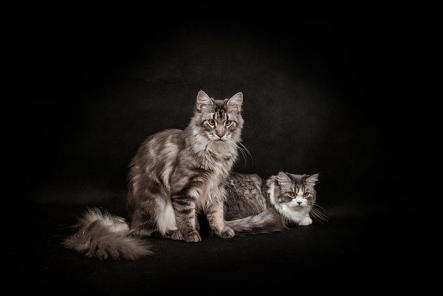 cat, desktop backgrounds, beautiful wallpaper, 4k wallpaper, free background, melon, pet, wallpaper hd, cool backgrounds, dark, black, background, animal, 4k wallpaper 1920x1080, photoshoot, mac wallpaper, photography, laptop wallpaper, full hd wallpaper, free wallpaper, wallpaper 4k, hd wallpaper, windows wallpaper, nature, vietnam - 4K 8K wallpaper background by petfoto | Pix8K