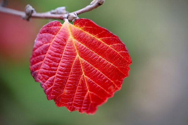 red leaf, hd wallpaper, leaf structure, leaf veins, fall, autumn color, autumn colors, free background, autumn competition, desktop backgrounds, 4k wallpaper 1920x1080, wallpaper 4k, mac wallpaper, laptop wallpaper, wallpaper hd, free wallpaper, windows wallpaper, leaves, autumn contest, beautiful wallpaper, full hd wallpaper, nature, background, cool backgrounds, 4k wallpaper, wallpaper - 4K 8K wallpaper background by Nennieinszweidrei | Pix8K