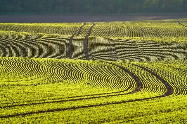 field, hd wallpaper, 4k wallpaper, cool backgrounds, desktop backgrounds, plant, young plants, green, alignment, floral background, wallpaper hd, nature wallpaper, valley, free wallpaper, 4k wallpaper 1920x1080, wallpaper 4k, hilly, beautiful wallpaper, nature, landscape, spring, laptop wallpaper, full hd wallpaper, agriculture, culture, windows wallpaper, plantation, wallpaper, desktop picture, nature background, mac wallpaper, hintergrundsbild, free background, beautiful nature, yk - 4K 8K wallpaper background by ykaiavu | Pix8K