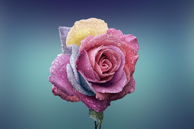 flower, wallpaper 4k, beautiful flowers, mac wallpaper, rose, 4k wallpaper, petals, beautiful wallpaper, full hd wallpaper, 4k wallpaper 1920x1080, valentines day, free background, flower background, love, nature, romance, beautiful, desktop backgrounds, beauty, bloom, wallpaper hd, cool backgrounds, hd wallpaper, windows wallpaper, floral background, rose flower, blooming, blossom, laptop wallpaper, botany, decorative, flora, floral, flower wallpaper, plant, rose wallpaper, free wallpaper, background - 4K 8K wallpaper background by Bessi | Pix8K