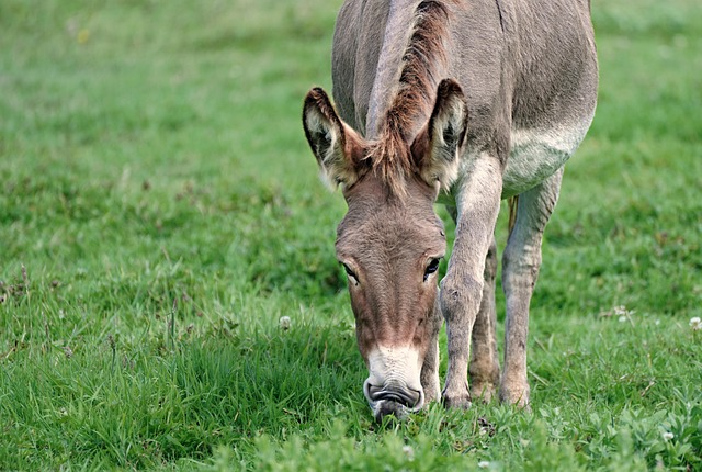 donkey, pasture, animal, nature wallpaper, free background, beautiful nature, nature background, mac wallpaper, desktop backgrounds, mammal, ruminant, beautiful wallpaper, nature, wallpaper 4k, grass, farm animals, hd wallpaper, wallpaper hd, windows wallpaper, wallpaper, desktop picture, 4k wallpaper, hintergrundsbild, 4k wallpaper 1920x1080, cool backgrounds, full hd wallpaper, free wallpaper, laptop wallpaper, yk - 4K 8K wallpaper background by ykaiavu | Pix8K