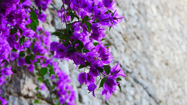 triple flower, bougainvillea, mallorca, arta, blossom, bloom - 4K 8K wallpaper background by stylemotions | Pix8K