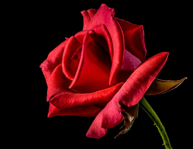 rose, flower, petals, red rose, red flower, bloom, blossom, beautiful flowers, rose flower, flowering plant, ornamental plant, plant, flora, flower background, flower wallpaper, nature, closeup - 4K 8K wallpaper background by Josch13 | Pix8K