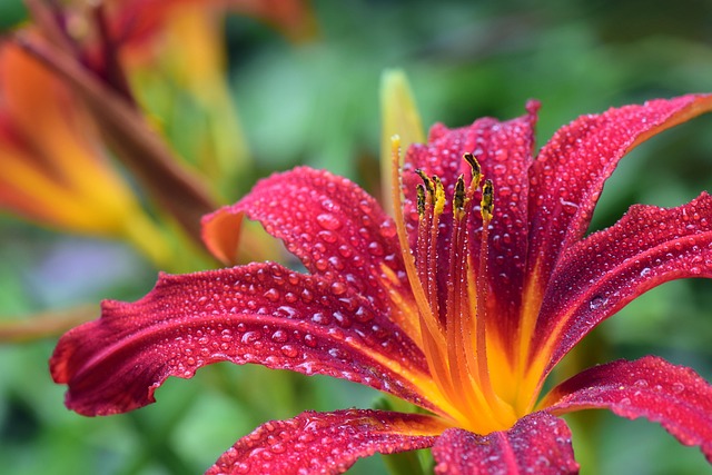 daylily, flower wallpaper, beautiful flowers, flower, dew, dewdrop, lily, red, orange, summer, tender, colorful, precious flower, macro, close up, petals, day lily flowers, blossom, bloom, flora, flower background, nature - 4K 8K wallpaper background by ulleo | Pix8K
