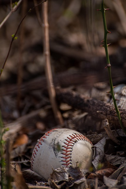 baseball, background image, leaves, autumn, sport, forest, thorns, nature, android wallpaper, brown sports, iphone wallpaper - 4K 8K wallpaper background by mat_hias | Pix8K