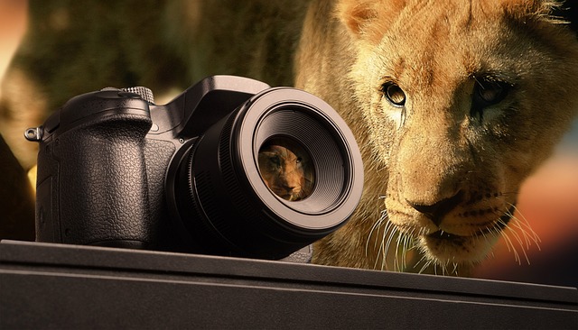 photography, mac wallpaper, windows wallpaper, lion, animal, wild animal, cool backgrounds, wallpaper 4k, mammal, south africa, free wallpaper, paw, desktop backgrounds, fur, safari, wildlife, laptop wallpaper, cat, baby animal, pet, africa, camera, free background, equipment, full hd wallpaper, 4k wallpaper 1920x1080, technology, digital, 4k wallpaper, photo collage, beautiful wallpaper, background, blurred, photos, photographer, portrait, wallpaper hd, picture, abstract, modern, banner, nature, lifestyle, hd wallpaper, training, professional - 4K 8K wallpaper background by geralt | Pix8K