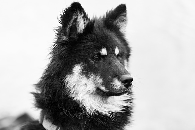 monochrome image, black and white, canine, animal, mammal, ûmïe eurasier dog, nature, pet, dog - 4K 8K wallpaper background by JACLOU-DL | Pix8K