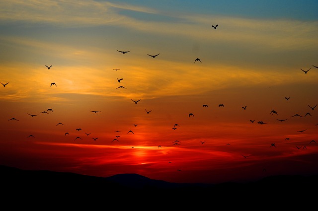 mountains, birds, silhouette, sunset, dusk, dawn, sunrise, mountain range, mountainous, flying, wildlife, nature, scenic, scenery, birds, sunset, sunset, sunset, sunset, sunset, sunrise, sunrise, nature, nature, nature, nature - 4K 8K wallpaper background by giani | Pix8K