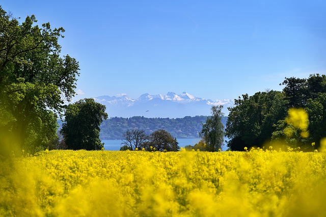 rapeseed, 4k wallpaper, beautiful wallpaper, yellow flowers, field, free background, wallpaper 4k, geneva lake, desktop backgrounds, nature wallpaper, free wallpaper, full hd wallpaper, mont blanc, mountain, cool backgrounds, lake geneva, wallpaper hd, lake, laptop wallpaper, flowers, beautiful nature, flower wallpaper, beautiful flowers, bloom, nature background, nature, landscape, spring, mac wallpaper, hd wallpaper, agriculture, alps, in the field, 4k wallpaper 1920x1080, floral background, flower background, windows wallpaper, wallpaper, desktop picture, hintergrundsbild, yk - 4K 8K wallpaper background by ykaiavu | Pix8K