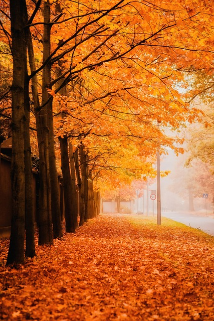 nature wallpaper, lock screen wallpaper, phone wallpaper, mobile wallpaper, hd wallpaper, autumn, beautiful wallpaper, foliage, iphone wallpaper, mobile wallpaper 4k, decrease, leaves, nature, alley, trees, park, goes away, samsung wallpaper, way, season, scenery, view, ipad wallpaper, beautifully, passing away, orange, the background, wallpaper - 4K 8K wallpaper background by jwvein | Pix8K