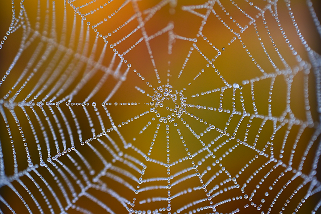 web, net, dew, windows wallpaper, full hd wallpaper, desktop backgrounds, laptop wallpaper, cool backgrounds, wallpaper 4k, free wallpaper, drop, beautiful wallpaper, free background, mac wallpaper, autumn, hd wallpaper, 4k wallpaper 1920x1080, wallpaper hd, nature, 4k wallpaper, background, photo - 4K 8K wallpaper background by akirEVarga | Pix8K