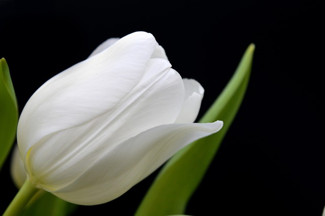 flower, wallpaper hd, nature wallpaper, 4k wallpaper 1920x1080, tulip, free wallpaper, flower background, cool backgrounds, windows wallpaper, white tulip, blossom, bloom, petals, flora, beautiful nature, background, floral background, beautiful wallpaper, nature, 4k wallpaper, beautiful flowers, white flower, black background, close up, desktop backgrounds, full hd wallpaper, flower wallpaper, wallpaper 4k, tulip wallpaper, white, hd background, hd wallpaper, free background, nature background, laptop wallpaper, mac wallpaper - 4K 8K wallpaper background by neelam279 | Pix8K