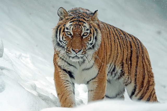 tiger, siberian tiger, snow, predator, nature, carnivore, winter - 4K 8K wallpaper background by Pixel-mixer | Pix8K