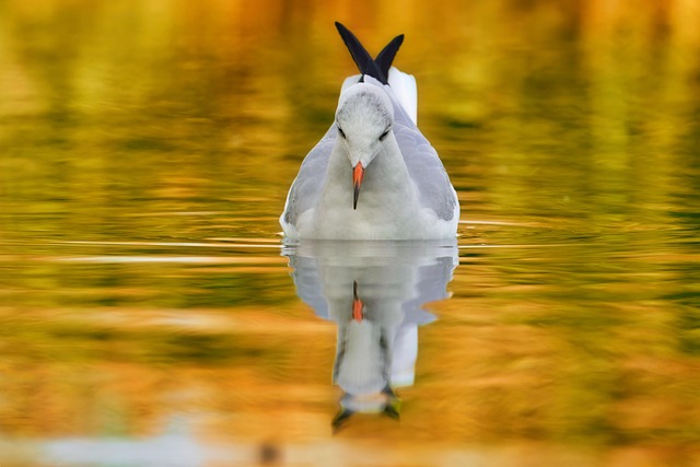 gull, bird, free background, laptop wallpaper, mac wallpaper, nature background, beautiful wallpaper, lake, wallpaper hd, bird watching, water bird, 4k wallpaper 1920x1080, free wallpaper, cool backgrounds, beautiful nature, animal, wallpaper 4k, wildlife, 4k wallpaper, desktop backgrounds, fauna, nature, wallpaper, nature wallpaper, windows wallpaper, hd wallpaper, full hd wallpaper, background, background image, hd background, reflection, mirror image - 4K 8K wallpaper background by pixaguck | Pix8K