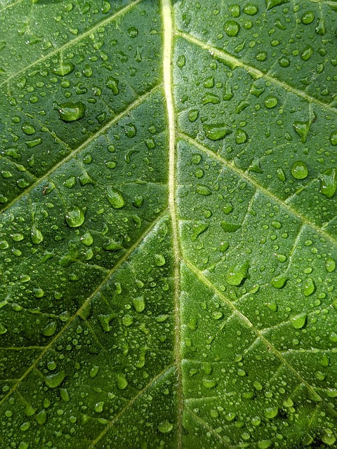 droplets, lock screen wallpaper, leaf, wallpaper, mobile wallpaper 4k, green, nature, samsung wallpaper, iphone wallpaper, phone wallpaper, beautiful wallpaper, mobile wallpaper, ipad wallpaper, forest, woods - 4K 8K wallpaper background by catceeq | Pix8K