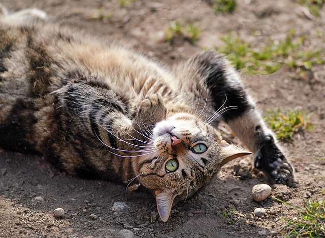 cat, feline, back, hd wallpaper, beautiful wallpaper, revolve around, rolled, cute, 4k wallpaper, free wallpaper, hair, animal, wallpaper 4k, desktop backgrounds, domestic animal, laptop wallpaper, pet, cool backgrounds, mac wallpaper, mammal, free background, 4k wallpaper 1920x1080, wallpaper, wallpaper hd, nature, windows wallpaper, desktop picture, hintergrundsbild, full hd wallpaper, yk - 4K 8K wallpaper background by ykaiavu | Pix8K