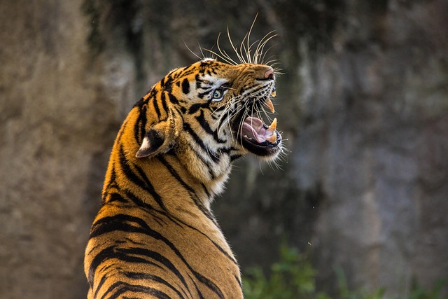 tiger, cat, big cat, animal, predator, roar, wild animal, nature, zoo, pet, maul, teeth - 4K 8K wallpaper background by TeeFarm | Pix8K