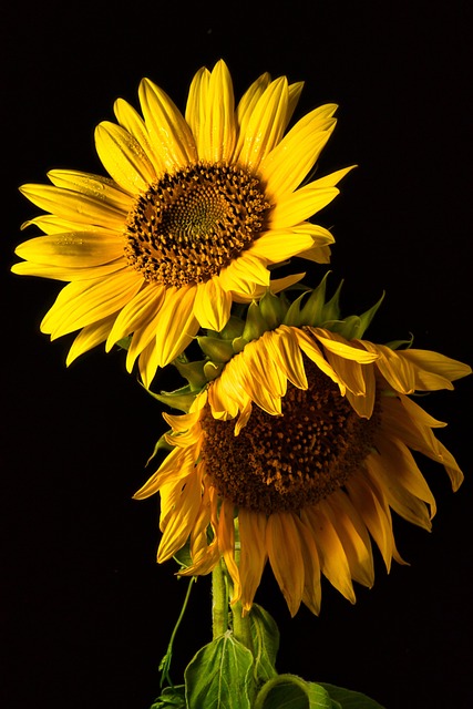 sunflowers, ipad wallpaper, flowers, blossoms, lock screen wallpaper, floral, flower wallpaper, close up, flower background, macro, floral background, summer, phone wallpaper, beautiful wallpaper, beautiful flowers, mobile wallpaper 4k, mobile wallpaper, nature, wallpaper, iphone wallpaper, samsung wallpaper, background - 4K 8K wallpaper background by Anrita1705 | Pix8K