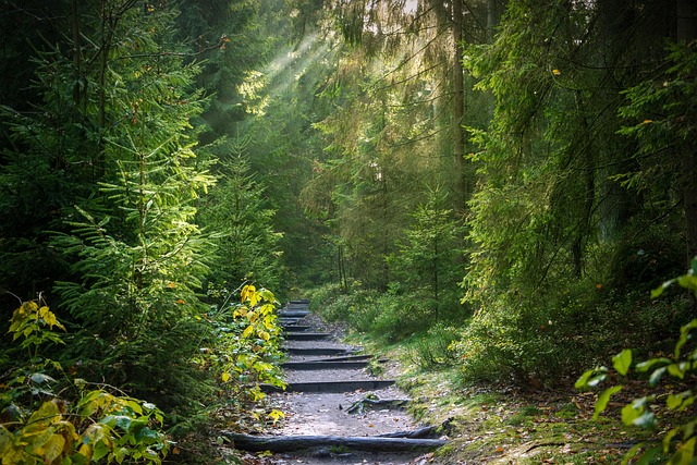 forest, trail, nature, sunbeams, forest path, path, trees, woods, morning - 4K 8K wallpaper background by Seaq68 | Pix8K