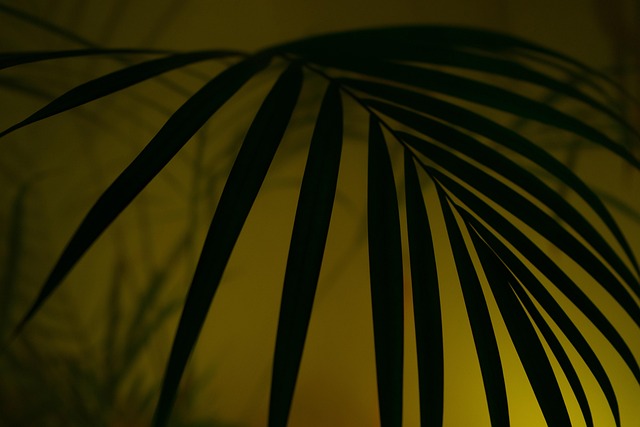 palm tree, diffuse, art, hip, hipster, fog, neon, windows wallpaper, colour, disco, nature, party, free background, series image, desktop backgrounds, the shade, background, artificially, wallpaper hd, lighting, image series, neon light, neon lights, laptop wallpaper, yukka, 4k wallpaper, lamp, beautiful wallpaper, full hd wallpaper, free wallpaper, smoke, hd wallpaper, schemes, mac wallpaper, wallpaper 4k, light, multicoloured, 4k wallpaper 1920x1080, leaf, cool backgrounds, artistic - 4K 8K wallpaper background by web3525 | Pix8K