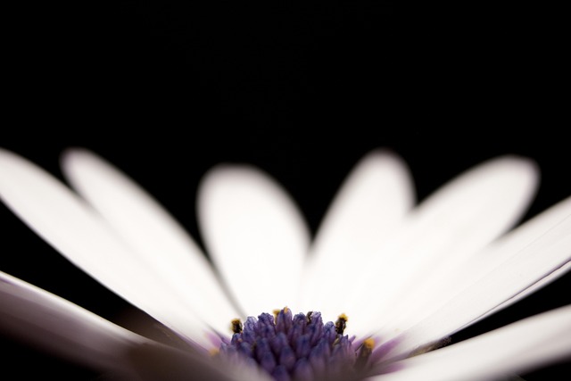 flower, windows wallpaper, petal, full hd wallpaper, stem, flora, free background, floral, cool backgrounds, wallpaper hd, nature, outdoor, floral background, wallpaper, hd, garden, alive, living, grow, desktop backgrounds, close, macro, detail, beautiful wallpaper, intricate, mac wallpaper, pattern, nature wallpaper, free wallpaper, fragrance, hd wallpaper, 4k wallpaper 1920x1080, fragrant, smell, leaf, leaves, nature background, plant, wallpaper 4k, black garden, black plant, flower wallpaper, black wallpaper, black leaf, black pattern, beautiful nature, flower background, 4k wallpaper, black gardening, beautiful flowers, black leaves, black plants, laptop wallpaper, black natural, black closed - 4K 8K wallpaper background by picsbyjameslee | Pix8K