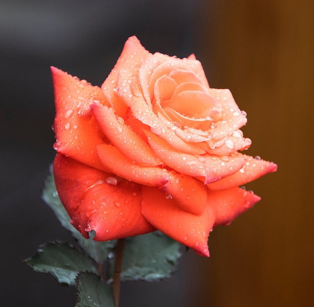 rose, orange rose, beautiful flowers, orange flower, flower, flower wallpaper, flower background, bloom, blossom, botany, flora, rose flower, garden, nature, dewdrops, water drops - 4K 8K wallpaper background by Lancier | Pix8K