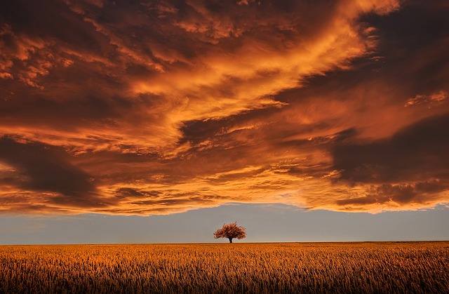 tree, field, sunset, clouds, sky, horizon, single tree, meadow, dusk, twilight, overcast, overcast sky, rural, nature, countryside, orange sky - 4K 8K wallpaper background by Bessi | Pix8K